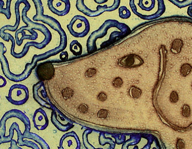 Web DesignSanchia Lewis Artist & Printmaker