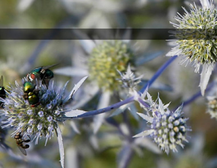 Web Design for iDesigner