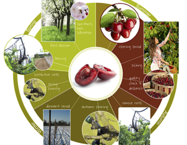 Web design for The English Cherry Co