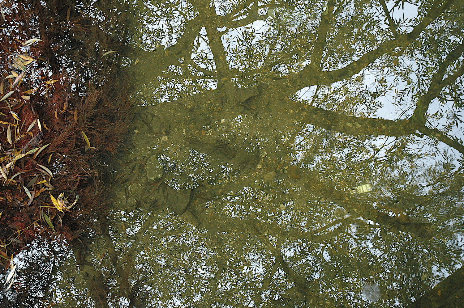 tree-water-reflect